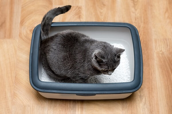 melhor caixa de areia para gatos. gato cinza utilizando substrato na bandeja sanitária.