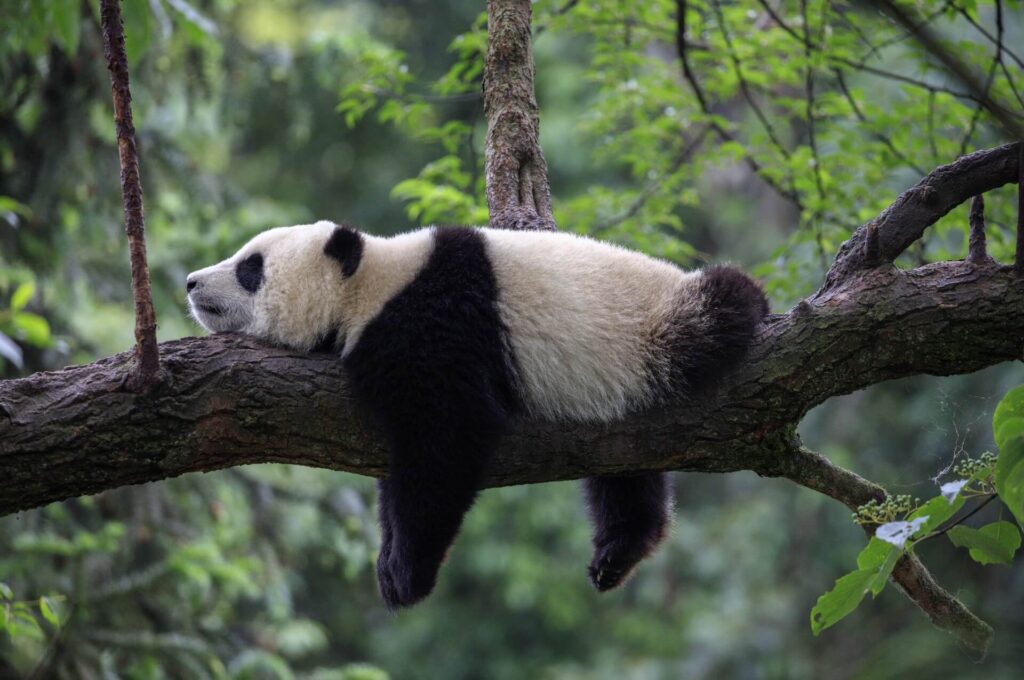 Nada como pijamas kigurumi para dormir como um panda