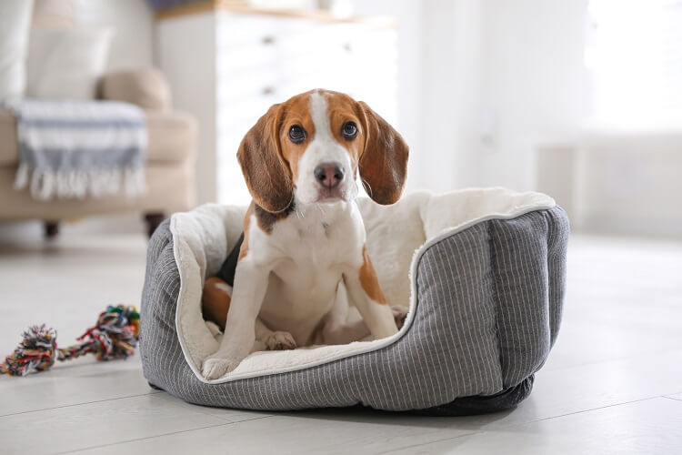 Beagle sentado em cama para cachorros cinza.