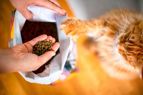 qual a melhor ração para gatos. gatinho amarelo colocando a pata para abrir o pacote de ração.