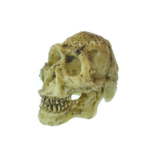 NOMOYPET NS-91 CRÂNIO NEANDERTAL 5X4,5X3,5CM