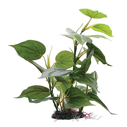 Fluval Planta Anubias para aquário, 30,5 cm (12 polegadas)