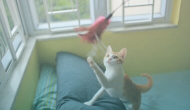 Gato brincando com varinha flying cat.