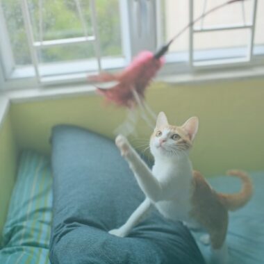 Gato brincando com varinha flying cat.