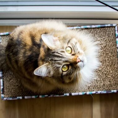 gato sentado em um arranhador de papelão.