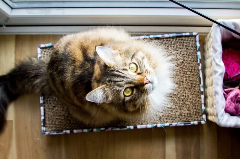 gato sentado em um arranhador de papelão.