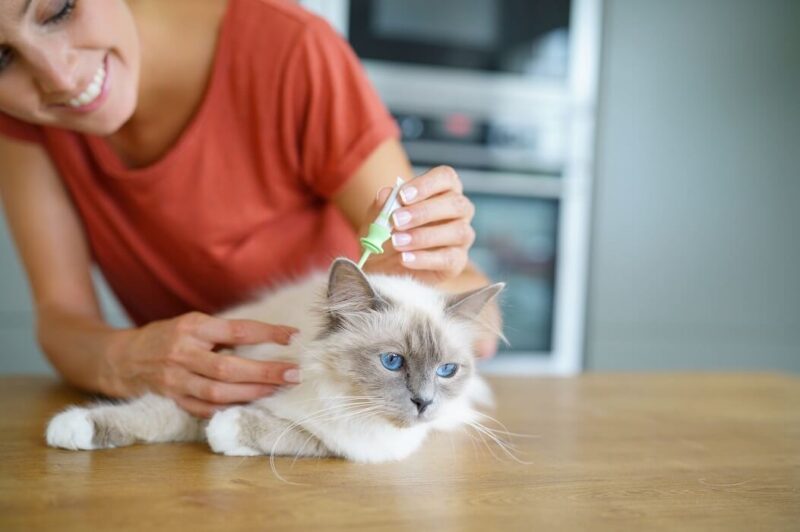 mulher aplicando remédio antipulgas em gato.
