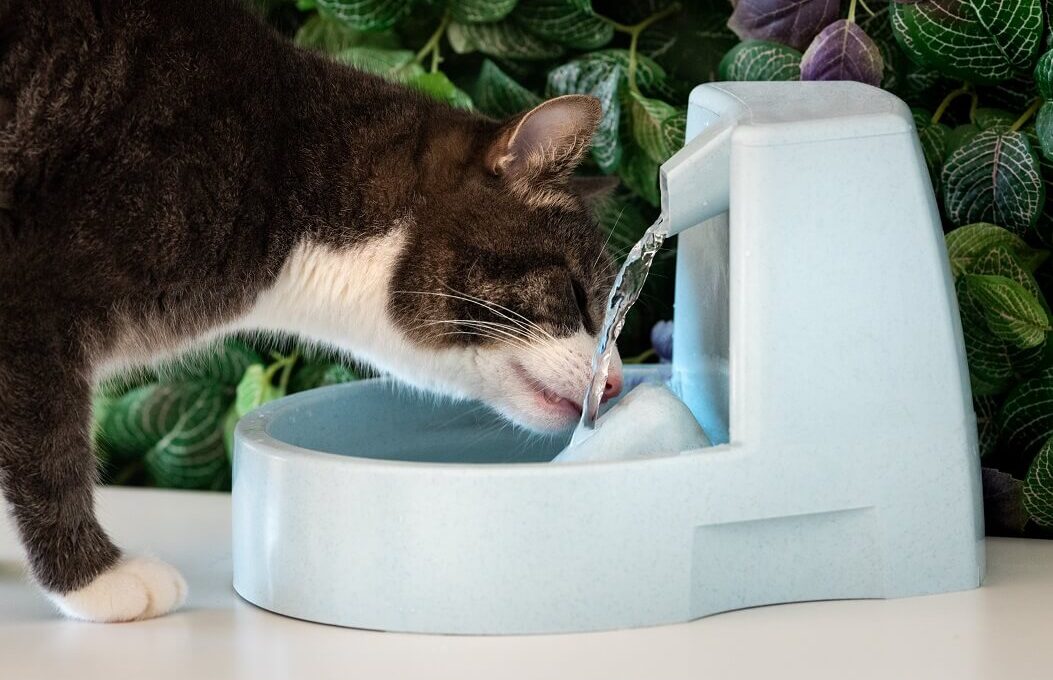 gato se hidratando em uma fonte para gato beber água