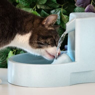 gato se hidratando em uma fonte para gato beber água