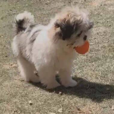 Cachorro com bola na bola