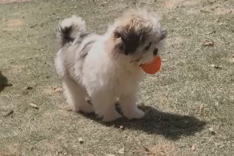 Cachorro Com Bola Na Bola