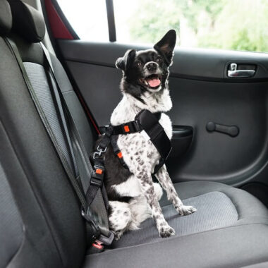 Cachorro no banco de trás do carro com cinto de segurança