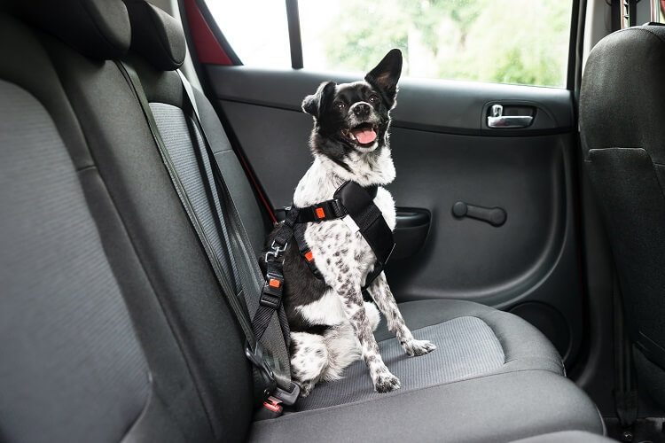 Cachorro no banco de trás do carro com cinto de segurança
