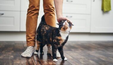 como cuidar de gatos: gata tricolor recebendo carinho do seu tutor