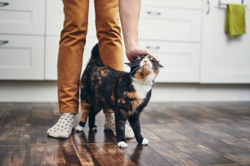 como cuidar de gatos: gata tricolor recebendo carinho do seu tutor