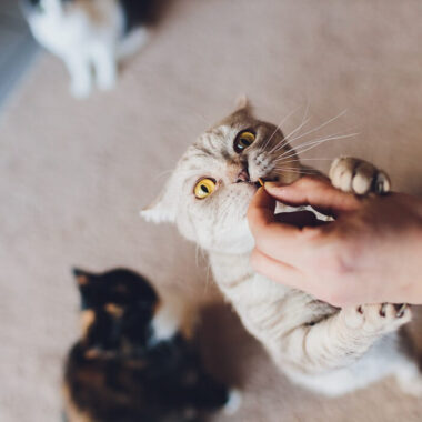 humano dando petiscos para gatos