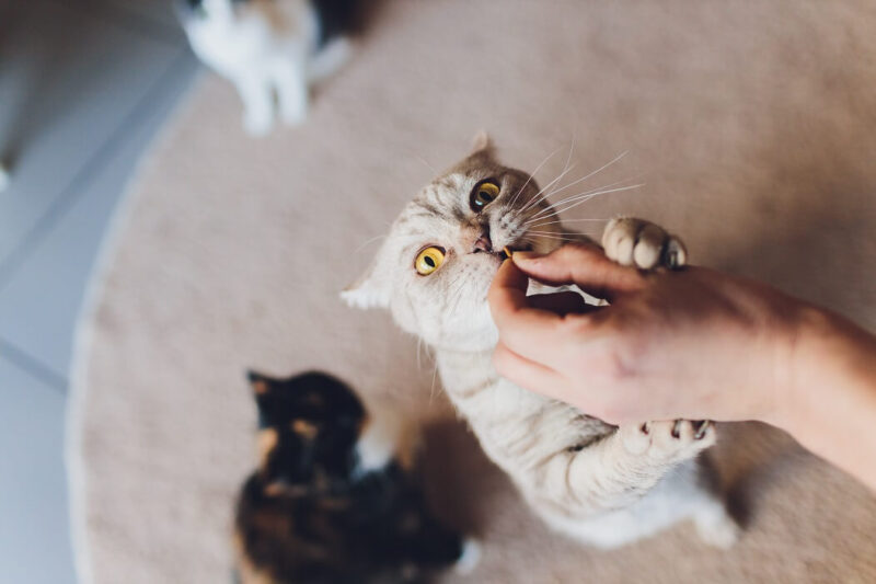 humano dando petiscos para gatos