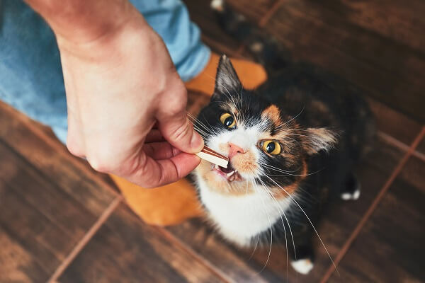 petiscos para gatos gata tricolor comendo petiscos