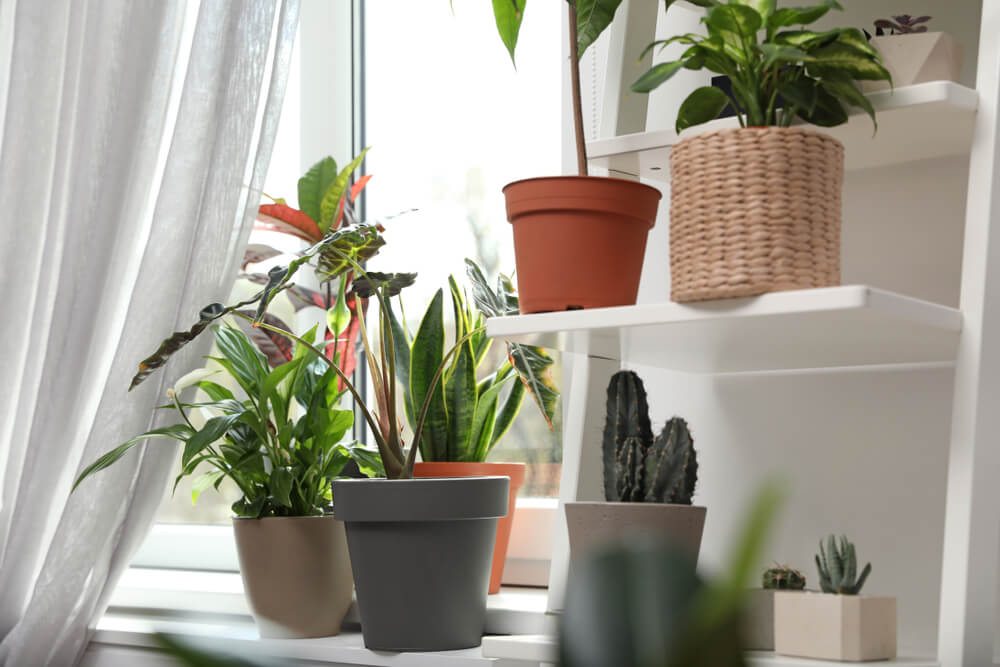 Vários vaso de plantas colocadas próxima à janela para receber luz do sol.