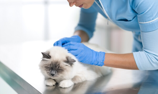 antipulgas para gatos qual o melhor. veterinária procurando pulgas em gato.