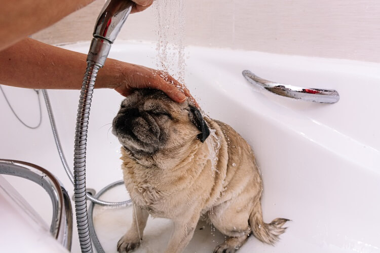 Cachorro molhado na banheira.