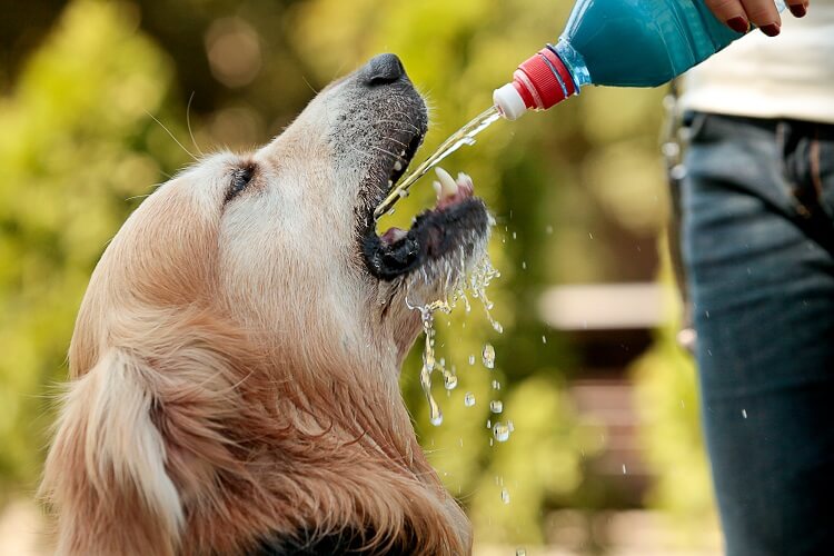 Cachorro tomando água de garrafa.