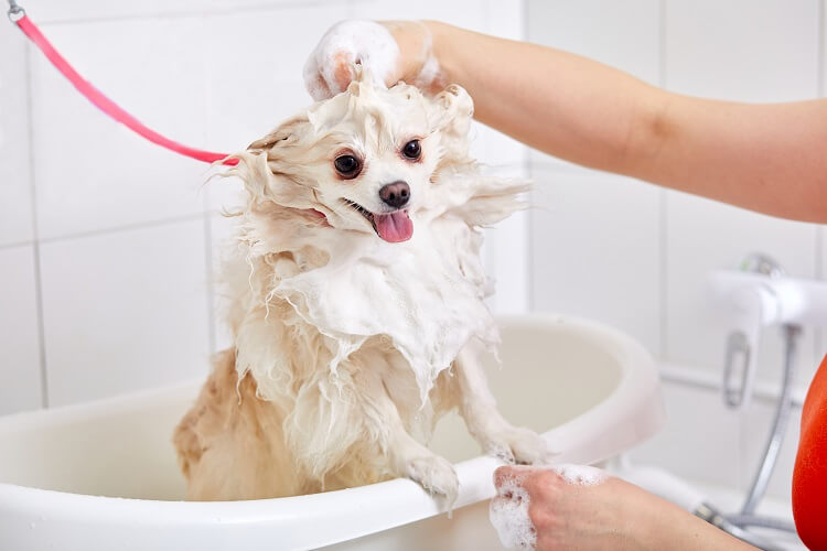 Cachorro na banheira tomando banho.