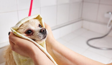 Cachorro sendo seco por toalha