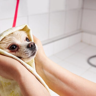 Cachorro sendo seco por toalha
