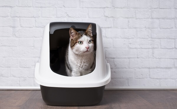 melhor caixa de areia para gatos. opção de banheiro fechado com gato observando na porta.