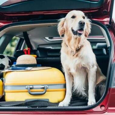 Cachorro no porta malas de um carro
