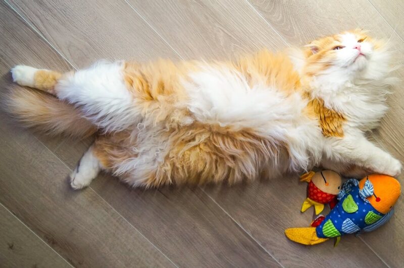 gato feliz deitado no chão com brinquedos com catnip