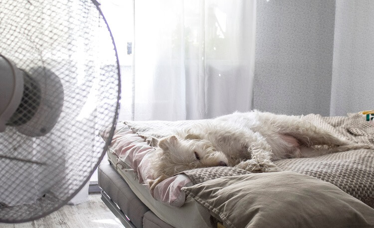 Cachorro Com Calor: Dicas Para Cuidar Do Seu Pet No Verão!