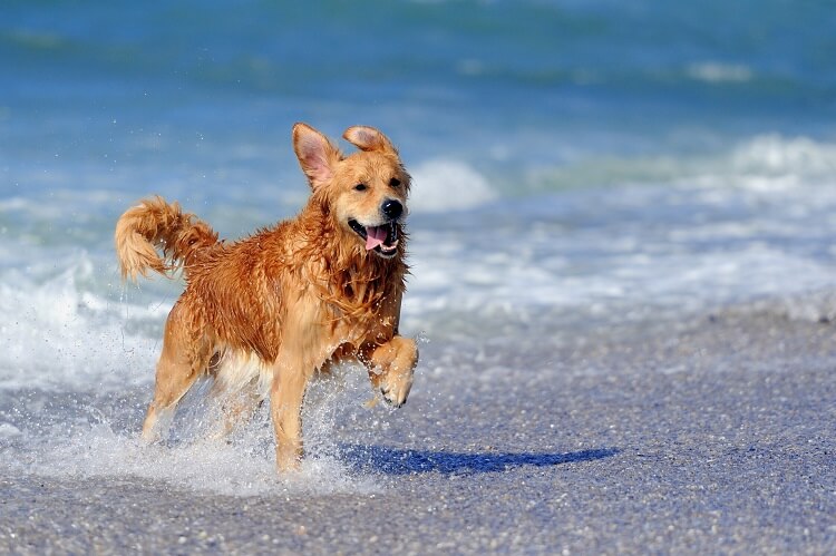 Cachorro Na Praia