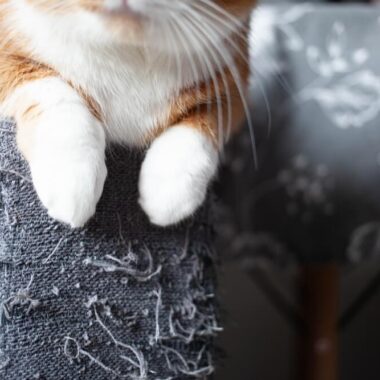 Imagem de um gato em cima de um sofá. Está aparecendo apenas as patinhas dele e o móvel está arranhado.