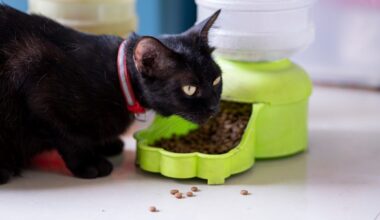 Gato preto comendo ração em alimentador automático de base verde.