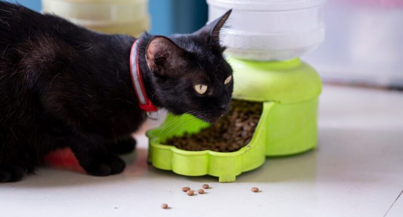 Gato preto comendo ração em alimentador automático de base verde.