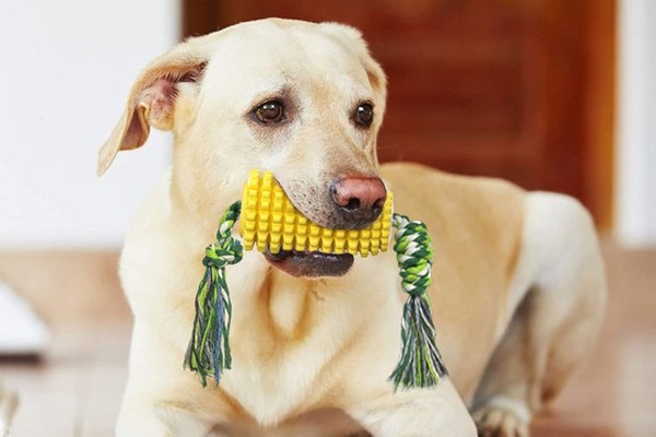 Labrador brincando com espiga de milho com corda, um brinquedo resistente para cachorro grande.