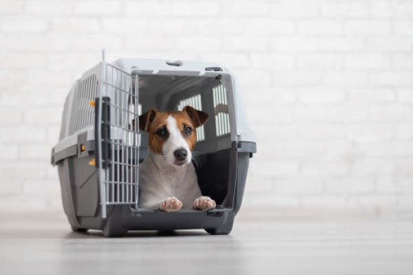 Cachorro pequeno em caixa de transporte cinza em sala.