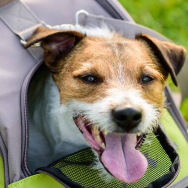 Cachorro dentro de bolsa para transporte verde e cinza e gramado.