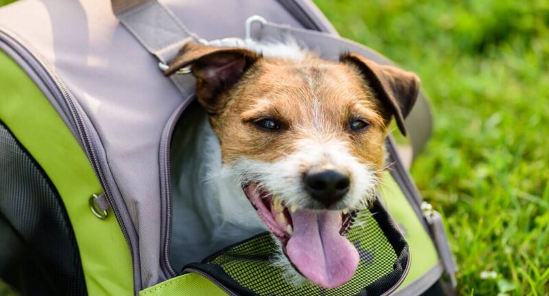 Cachorro dentro de bolsa para transporte verde e cinza e gramado.