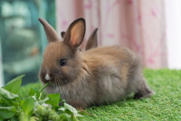 Um coelho pequeno comendo hortaliças