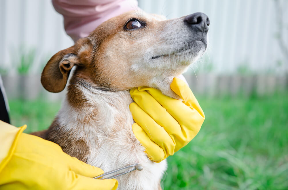 Imagem de uma pessoa com luvas amarelas retirando um carrapato de um cachorro branco com amarelo. A pessoa está utilizando uma pinça.