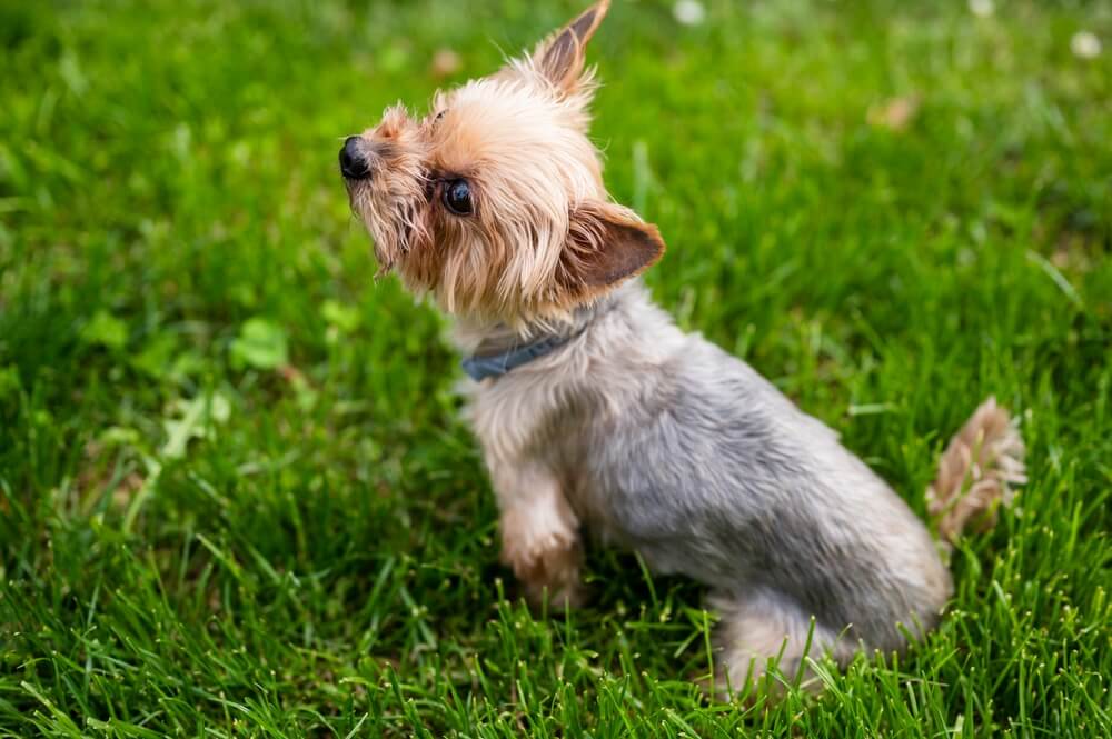 Imagem de um cachorro com coleira antipulga passeando em um parque.