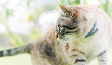 Imagem de um gato utilizando uma coleira antipulga.