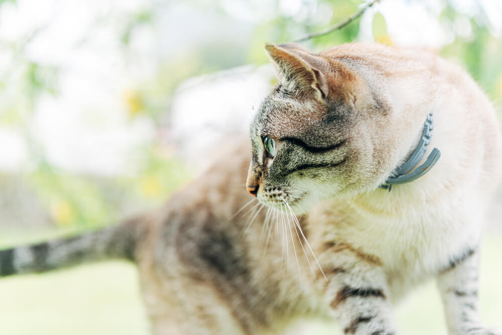 Imagem de um gato utilizando uma coleira antipulga.