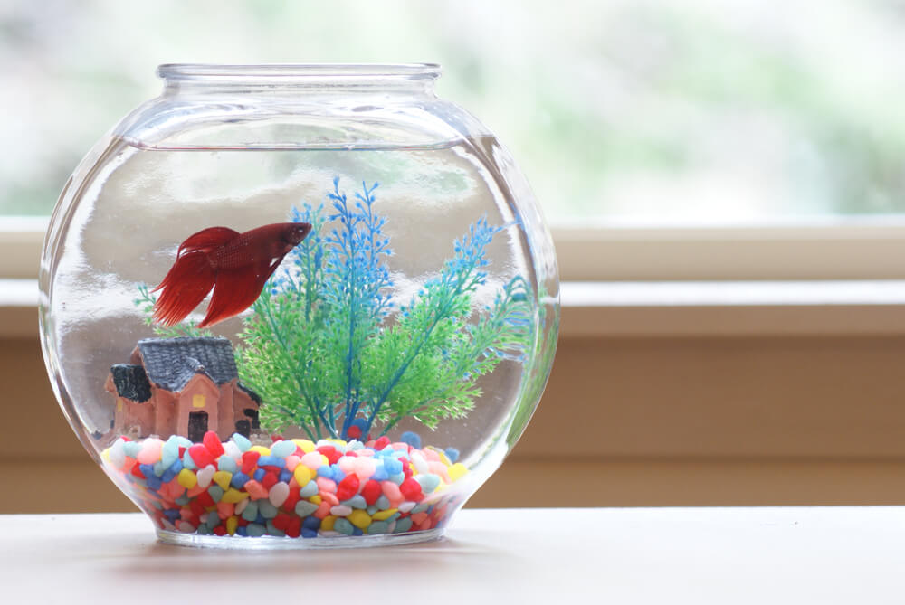 Imagem de um peixe vermelho dentro de um aquário redondo. Dentro do aquário há cascalhos coloridos, uma casinha e flores.