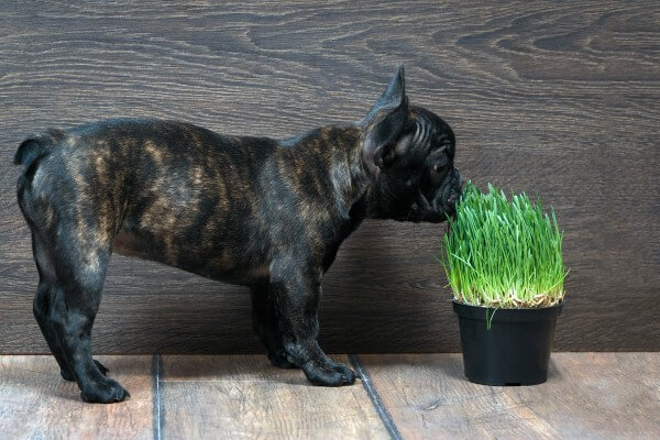 Pug preto comendo graminha digestiva para cachorro em vaso pequeno.