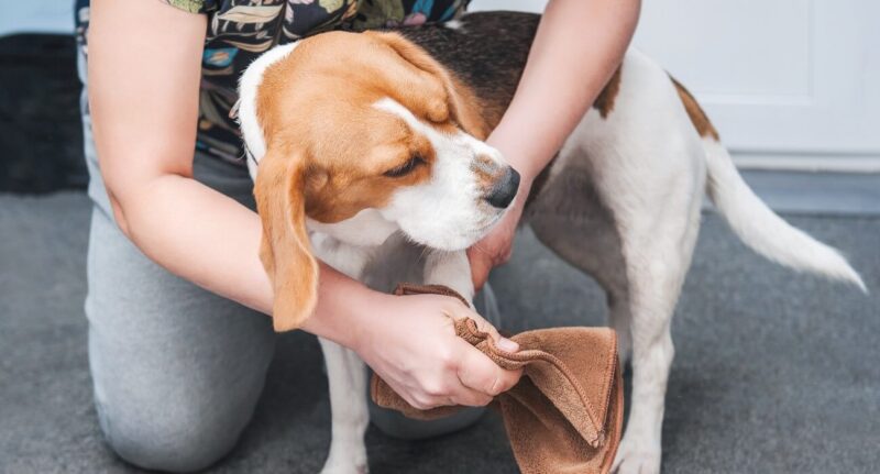 Tutora limpando as patas do seu cachorro Beagle com pano marrom.