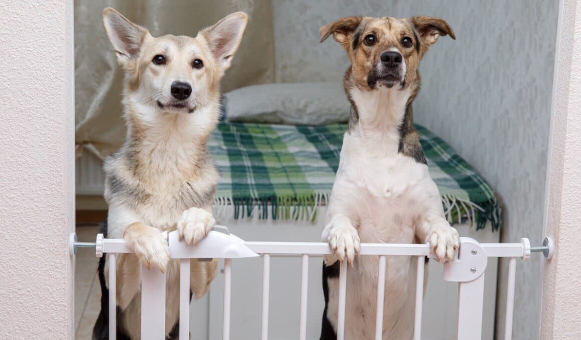 Cães apoiados em portão para cachorro em quarto.